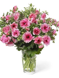 Ranunculus Butterfly Hera®