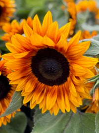 Helianthus Inara® Copper F1