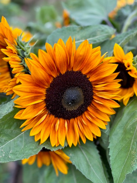 Helianthus Inara® Copper F1