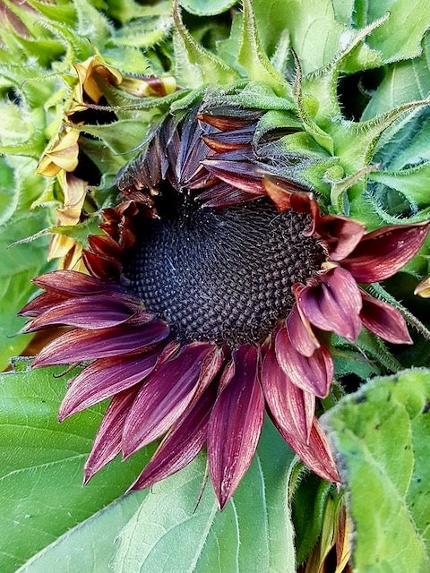 Helianthus annuus Pro Cut Red F1