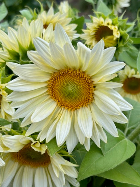 Helianthus annuus Pro Cut White Lite F1