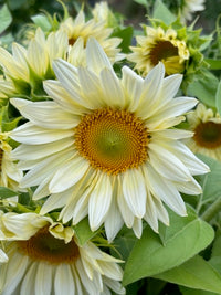 Helianthus annuus Pro Cut White Lite F1