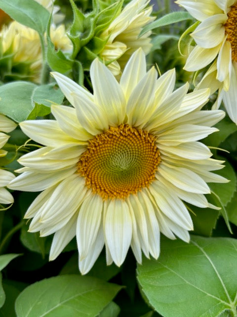 Helianthus annuus Pro Cut White Lite F1