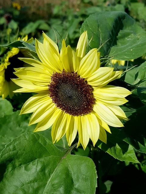 Helianthus annuus Sunrich Lemon