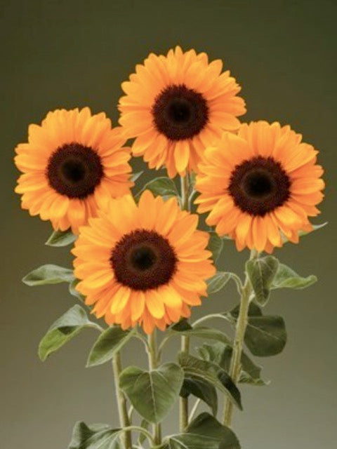 Helianthus annuus Sunrich Summer Provence F1