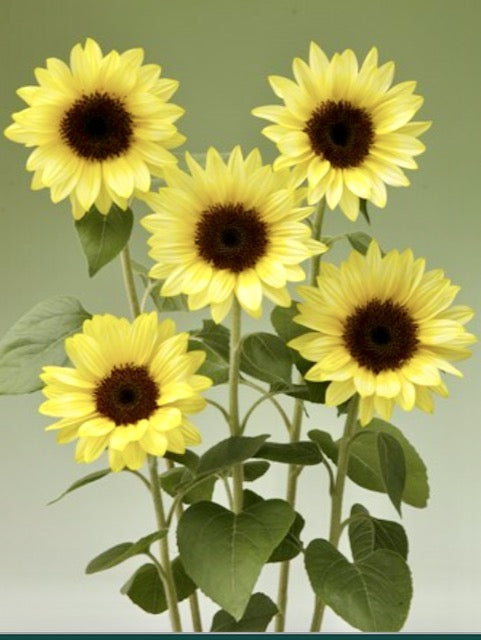 Helianthus annuus Sunrich Summer Limoncello F1