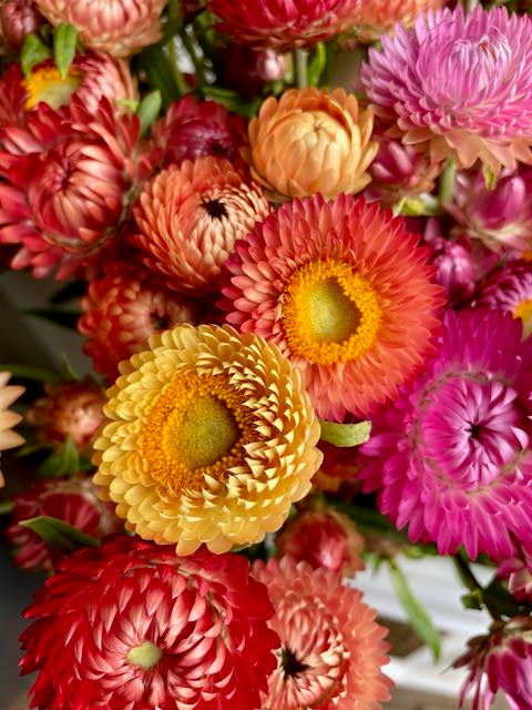 helichrysum flower seeds Helichrysum bracteatum Orange