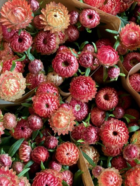 Helichrysum bracteatum Salmon Rose