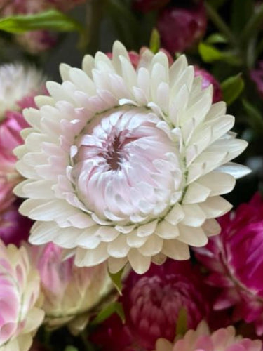 Helichrysum bracteatum White