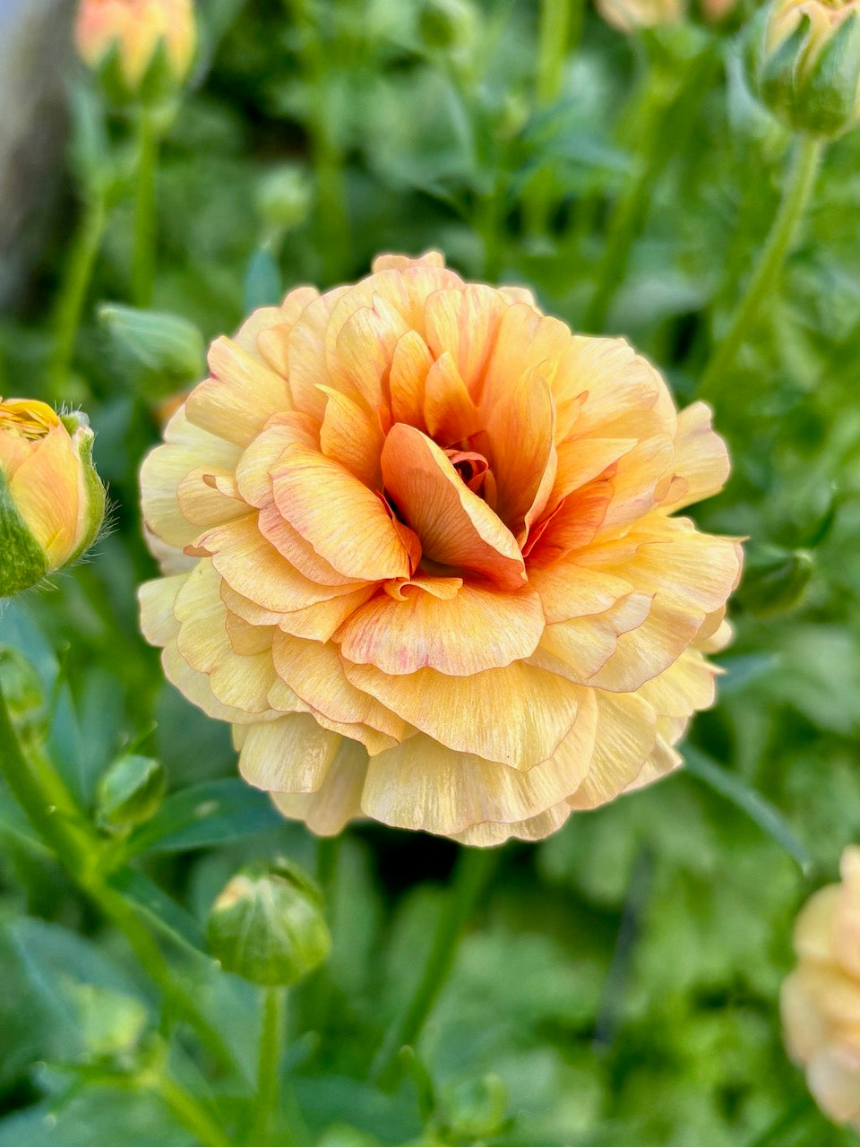 Ranunculus Butterfly Vestalis®