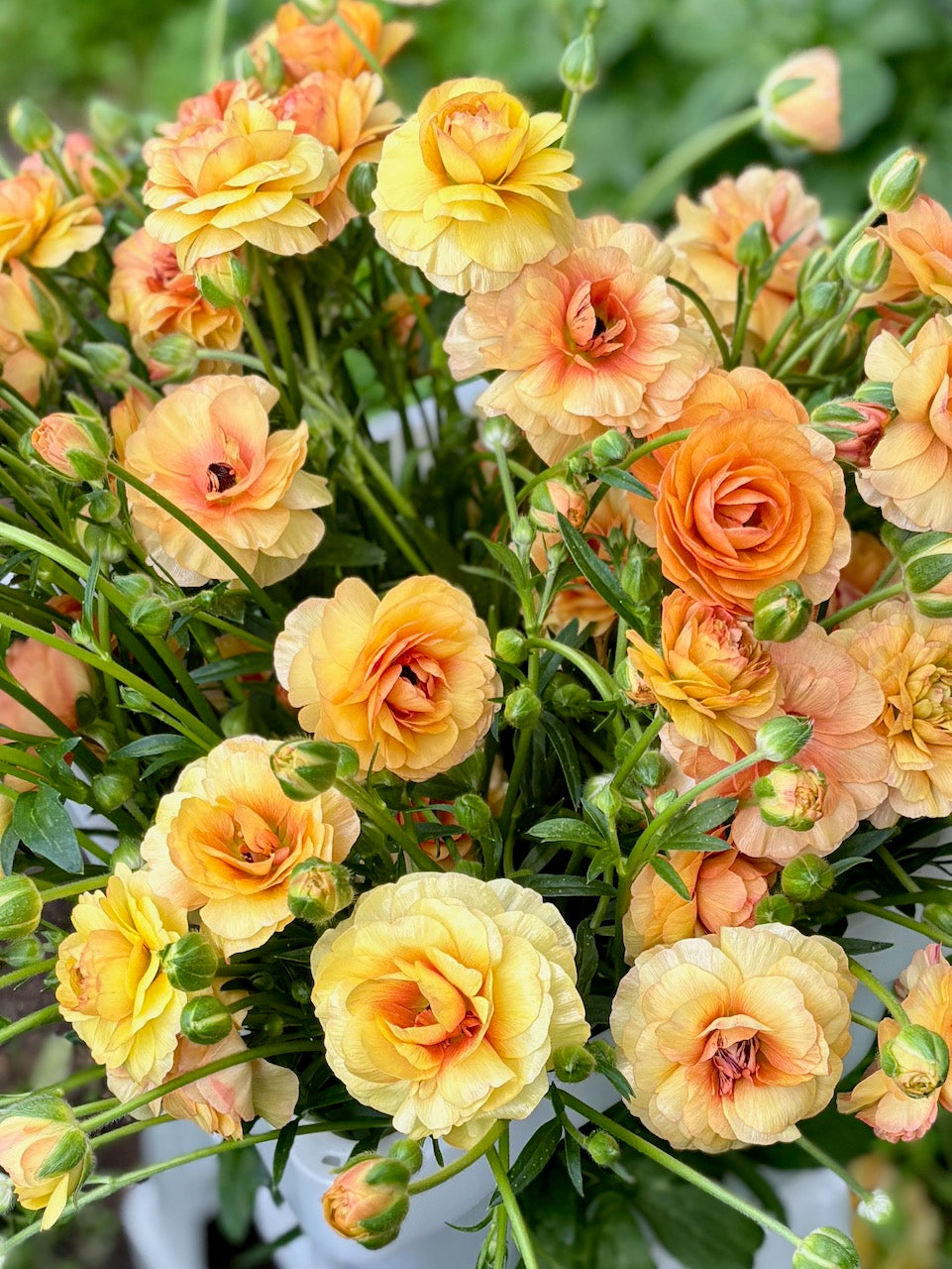 Ranunculus Butterfly Vestalis®