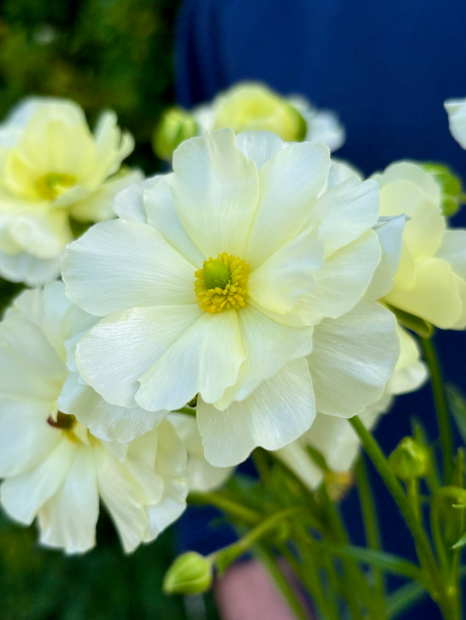 Ranunculus Butterfly Litai®
