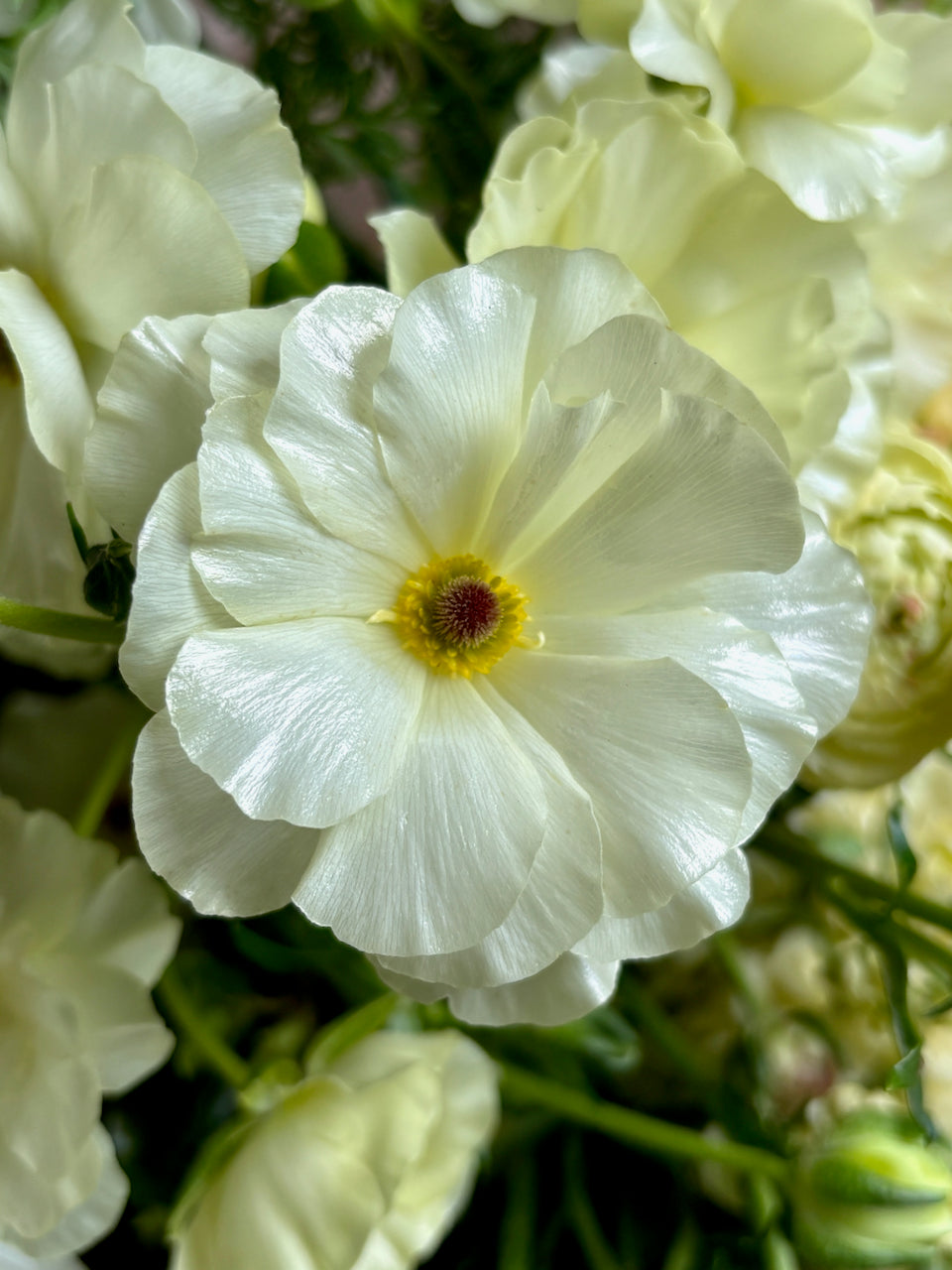 Ranunculus Butterfly Litai®