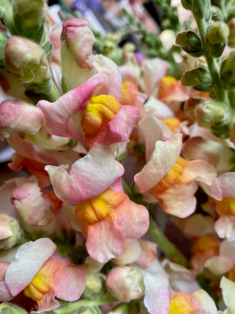 Antirrhinum majus Toulon Apricot IV-V F1