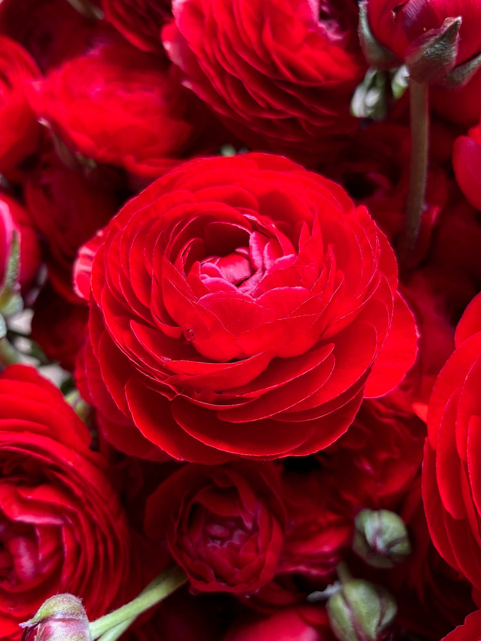 Ranunculus Amandine Red
