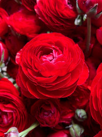 Ranunculus Amandine Red