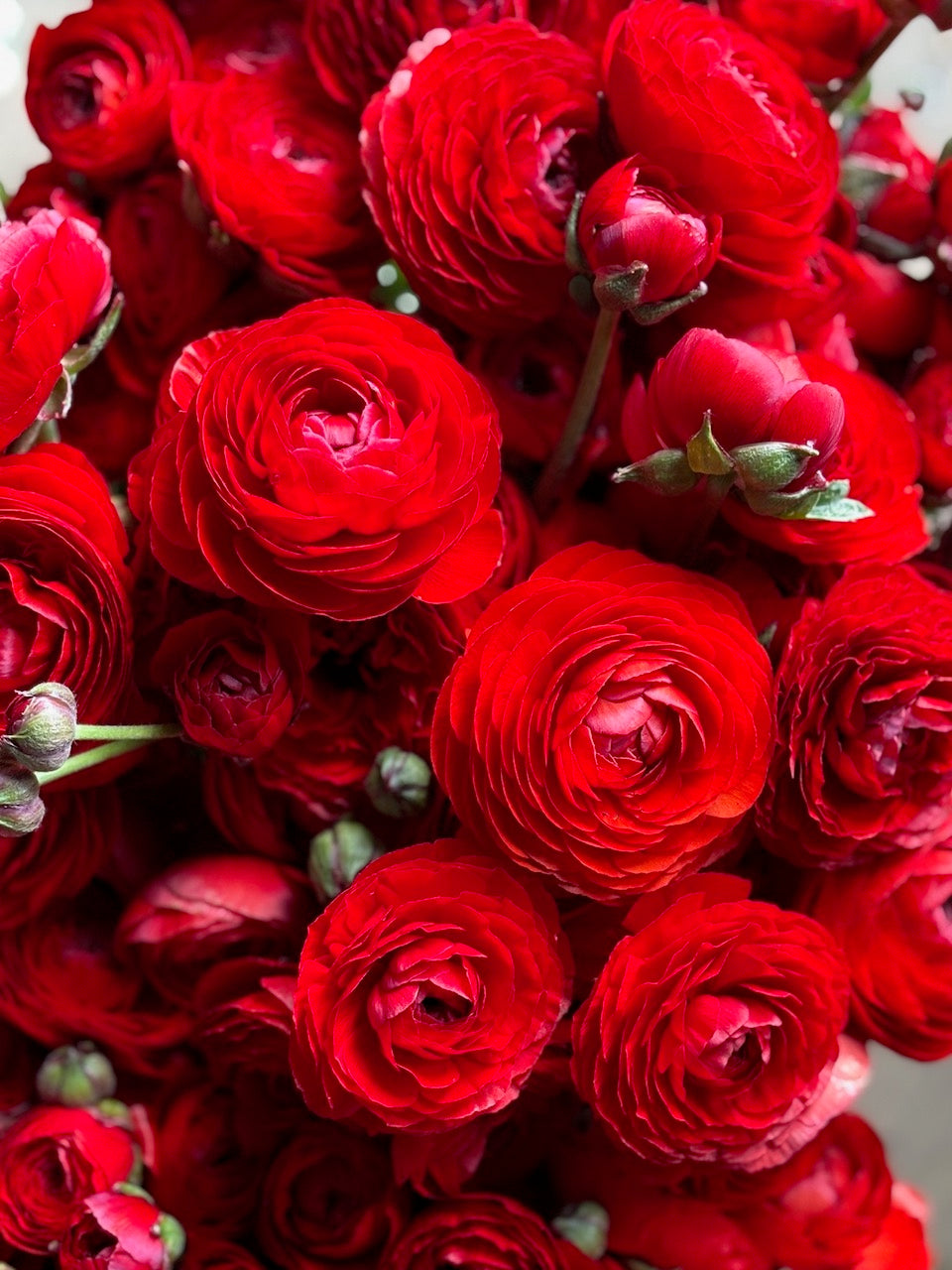 Ranunculus Amandine Red