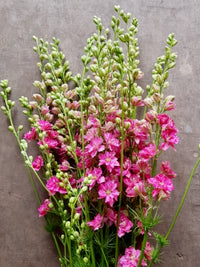 Delphinium consolida Eva Carmine Rose