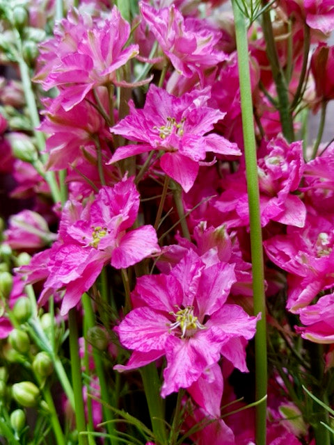 Delphinium consolida Eva Carmine Rose