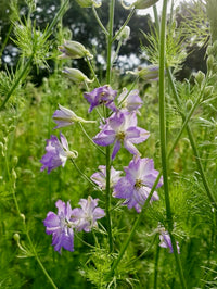 Delphinium consolida Eva Lilac Lavender