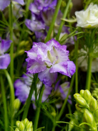 Delphinium consolida Eva Lilac Lavender