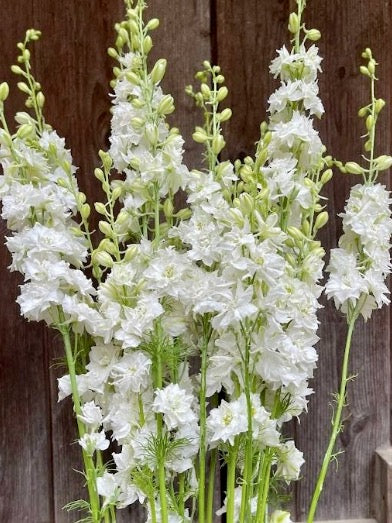 Delphinium consolida Eva Pure White