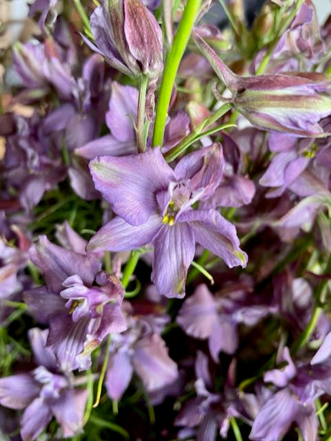 Consolida ajacis Misty Lavender