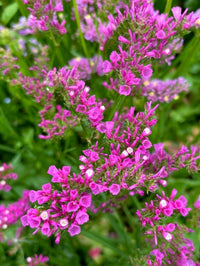 Limonium sinuatum American Beauty