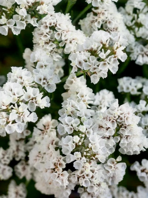 Limonium sinuatum Hipster White
