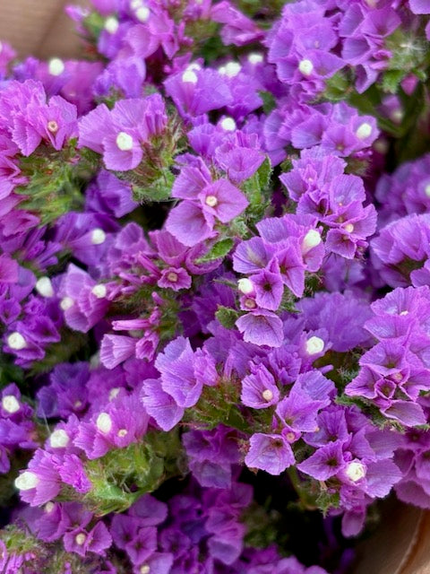 Limonium sinuatum QIS Lavender