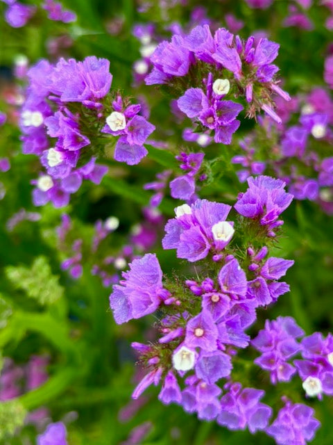 Limonium sinuatum QIS Lavender