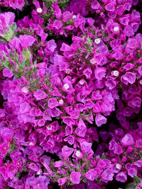 Limonium sinuatum American Beauty
