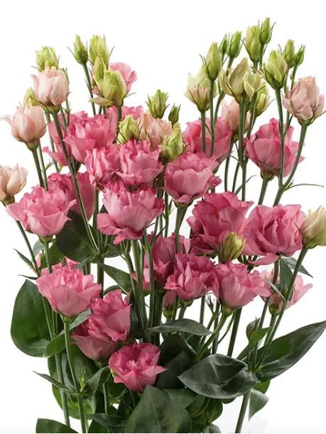 Eustoma russellianum Minilisi® Rose Double II F1