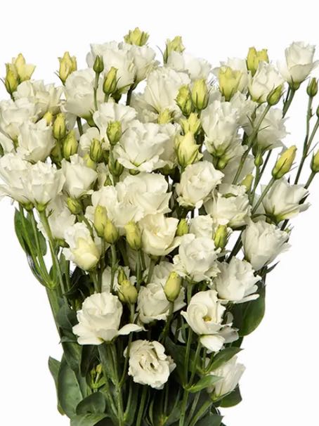 Eustoma russellianum Minilisi® White Double II F1