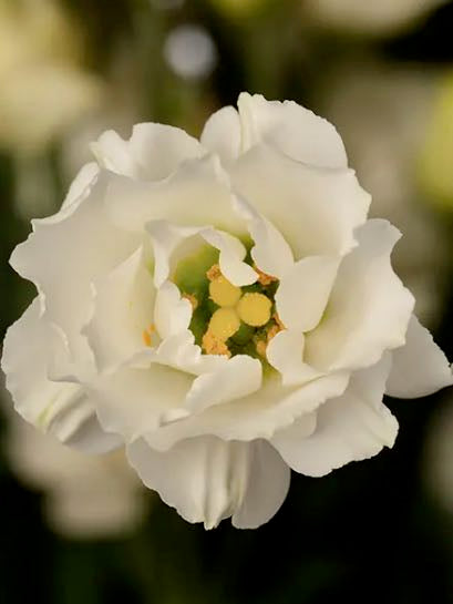 Eustoma russellianum Minilisi® White Double II F1