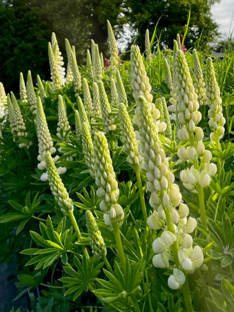 Lupinus polyphyllus Russell Noble Maiden