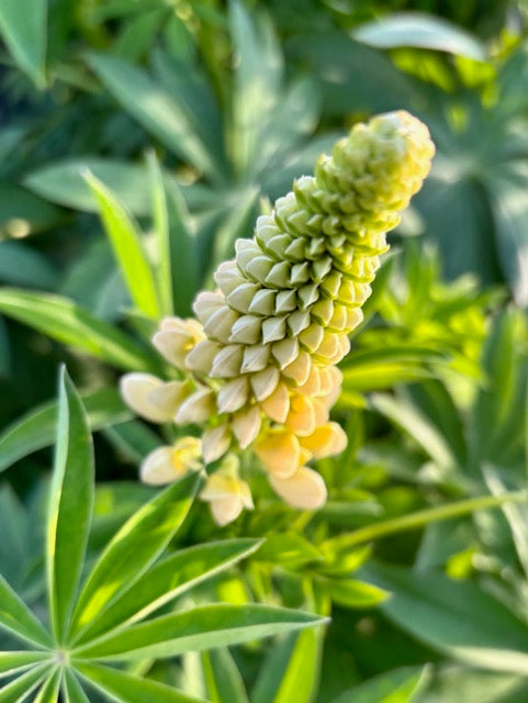 Lupinus polyphyllus Russell Noble Maiden
