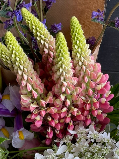 Lupinus polyphyllus Russell The Chatelaine