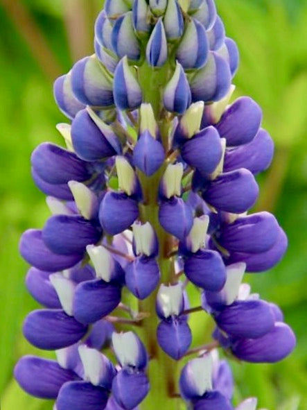 Lupinus polyphyllus Russell The Governor