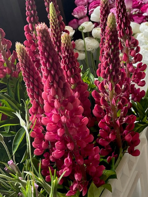 Lupinus polyphyllus Russell The Pages