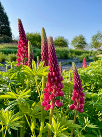 Lupinus polyphyllus Russell The Pages
