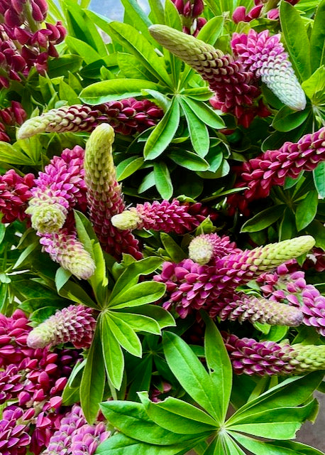 Lupinus polyphyllus Russell The Pages