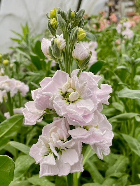 Matthiola incana StoX® Silver PBR