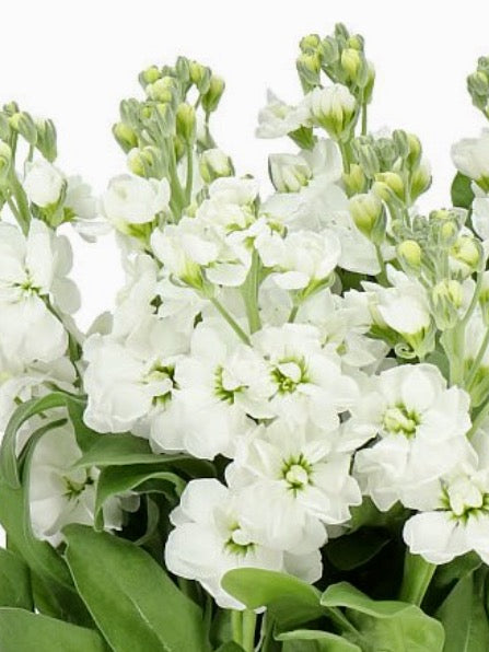 Matthiola incana StoX® White PBR