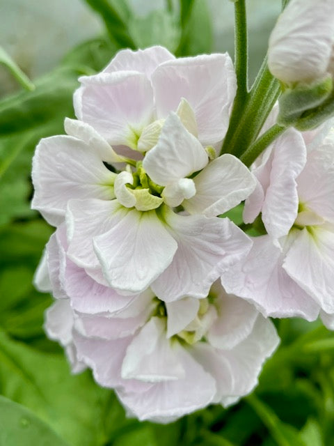 Matthiola incana StoX® Silver PBR