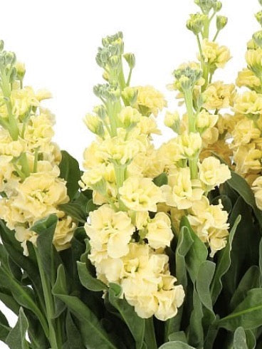 Matthiola incana StoX® Yellow PBR