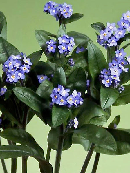 Myosotis alpestris Nano Blue