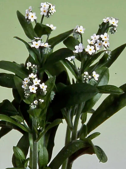 Myosotis alpestris Nano White