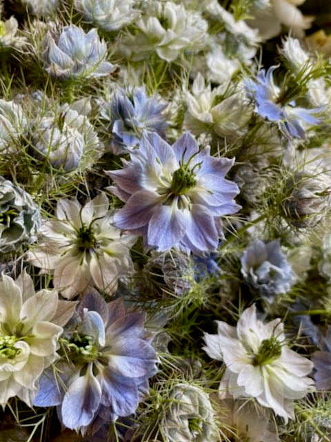 Nigella damascena Miss Jekyll Sky Blue