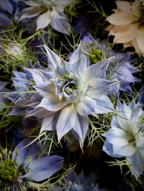 Nigella damascena Miss Jekyll Sky Blue